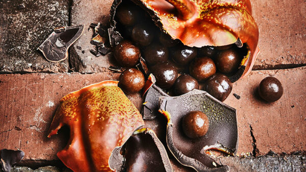 Citrouille en chocolat noir garnie de billes de céréales noir et lait produit vegan